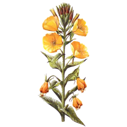 Huile d'Onagre vierge en capsules  (Oenothera biennis)
