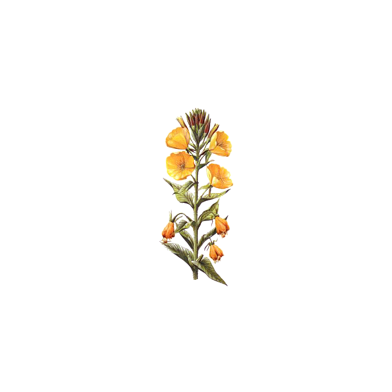 Huile d'Onagre vierge en capsules  (Oenothera biennis)