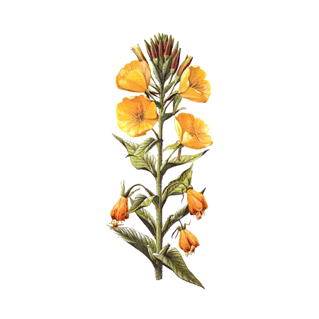 Huile d'Onagre vierge en capsules  (Oenothera biennis)