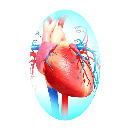 Cardiocool mélange en poudre Régénération