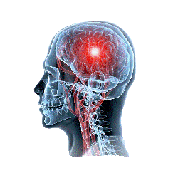 Cerveau & Système nerveux mélange en poudre Régénération