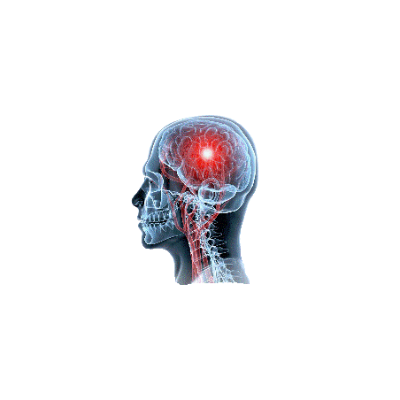 Cerveau & Système nerveux mélange en poudre Régénération