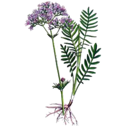 Mélange de plantes médicinales Emoticum (Nerfs)