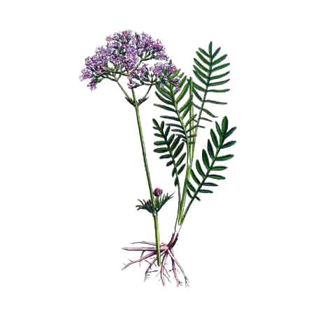 Mélange de plantes médicinales Emoticum (Nerfs)