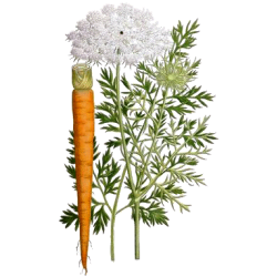 Carotte Bio racine en gélules (Daucus carotta)