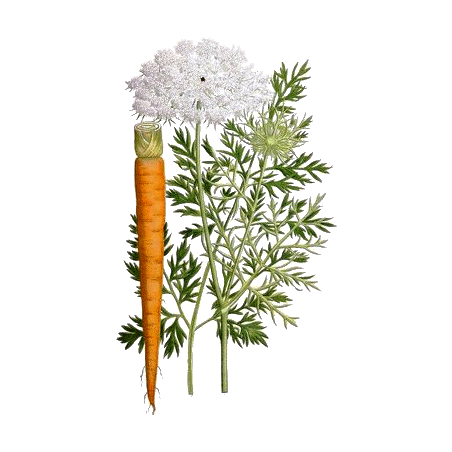 Carotte Bio racine en gélules (Daucus carotta)