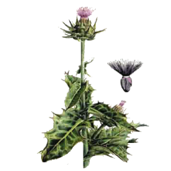 Chardon Marie Bio en gélules (Silybum marianum)