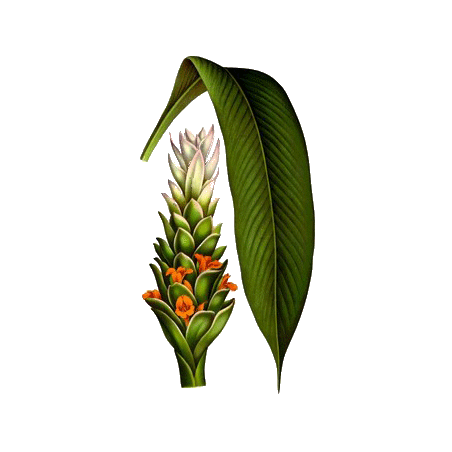 Curcuma longa racine BIO en gélules (anti-inflammatoire naturel)