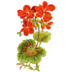 Géranium Robert en gélules (Geranium robertianum)