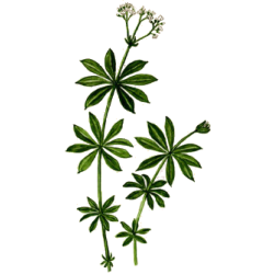Gratteron en gélules (Galium aparine), détoxination