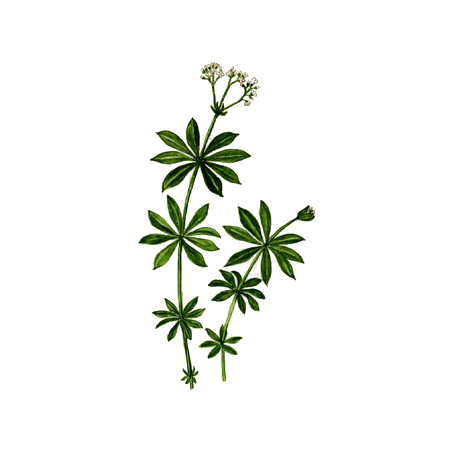 Gratteron en gélules (Galium aparine), détoxination