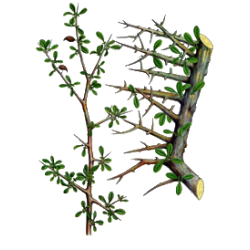 Gugulon en gélules (Commiphora mukul) - Cholestérol
