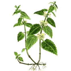 Ortie Blanche ou Lamier en gélules (Lamium album)