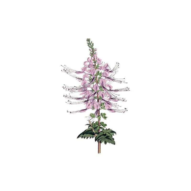Orthosiphon Bio en gélules (Orthosiphon stamineus)