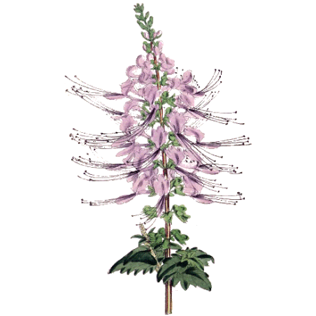 Orthosiphon Bio en gélules (Orthosiphon stamineus)