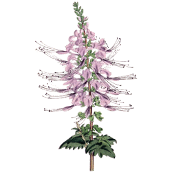 Orthosiphon en gélules (Orthosiphon stamineus)