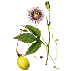 Passiflore bio en gélules (Passiflora incarnata)