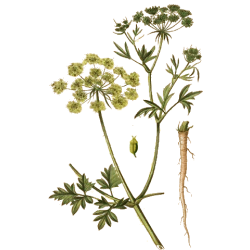 Persil racine en gélules (Petroselinum sativum)