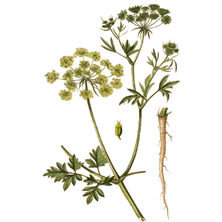 Persil racine en gélules (Petroselinum sativum)