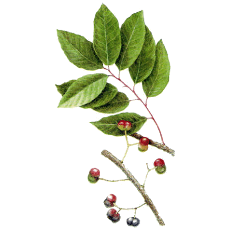 Pygeum Africanum en gélules (Prostate)