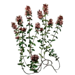 Thym de Provence BIO en gélules (Thymus vulgaris)