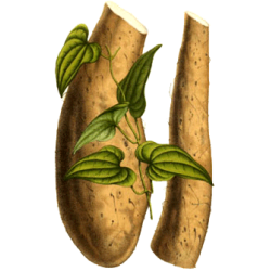 YAM Wild-Yam (Igname) extrait en gélules (Dioscorea villosa)