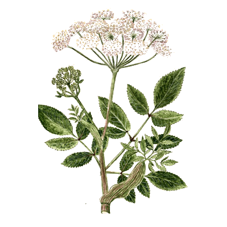 Huile essentielle Angélique Bio (Angelica archangelica L.)