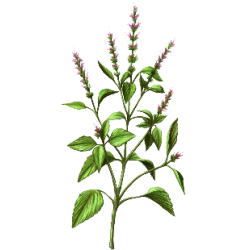 Huile essentielle Basilic Sacré sauvage (Ocimum sanctum)
