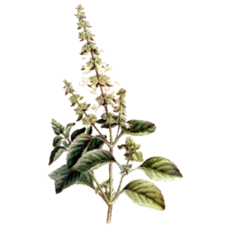 Huile essentielle Basilic Tropical bio (Ocimum basilicum L.)