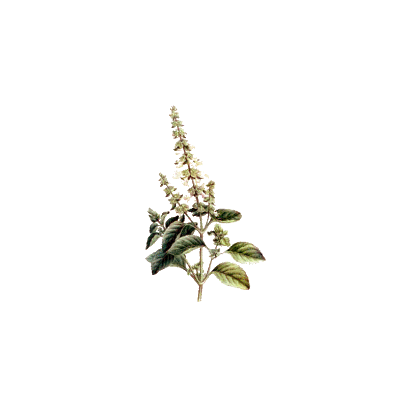 Huile essentielle Basilic Tropical bio (Ocimum basilicum L.)