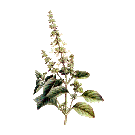 Huile essentielle Basilic Tropical bio (Ocimum basilicum L.)