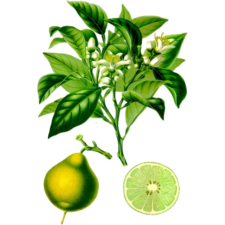 Huile essentielle de Bergamote Bio (Citrus bergamia R.P.)