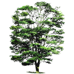 Huile essentielle de Cabreuva (Myrocarpus fastigiatus)