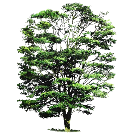 Huile essentielle de Cabreuva (Myrocarpus fastigiatus)