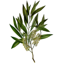 Huile essentielle de Cajeput bio (Melaleuca leucadendron L.)