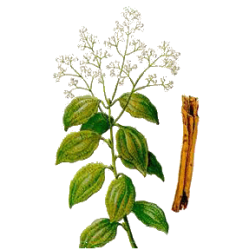 Huile essentielle de Cannelle de Ceylan Bio (Cinnamomum zeylanicum B.)