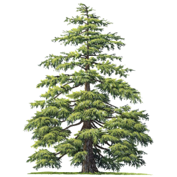 Huile essentielle de Cèdre de l'Atlas bio (Cedrus atlantica Manet)