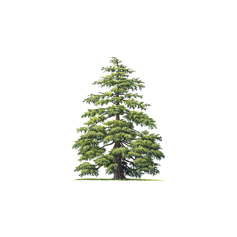 Huile essentielle de Cèdre de l'Atlas bio (Cedrus atlantica Manet)