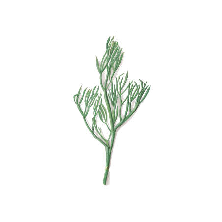 Huile essentielle de Christe Marine Bio (Crithmum maritimum)