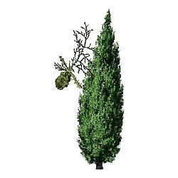 Huile essentielle de Cyprès toujours vert bio (Cupressus sempervirens)