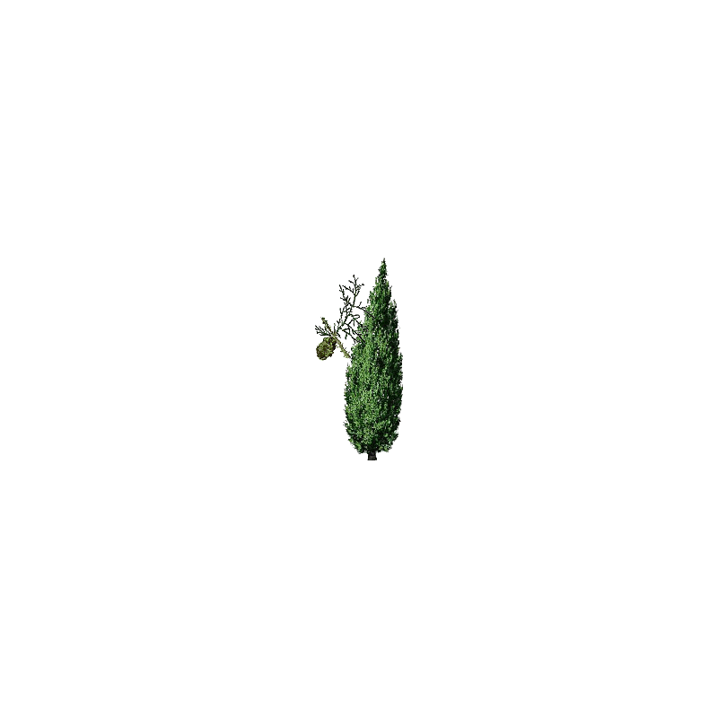 Huile essentielle de Cyprès toujours vert bio (Cupressus sempervirens)