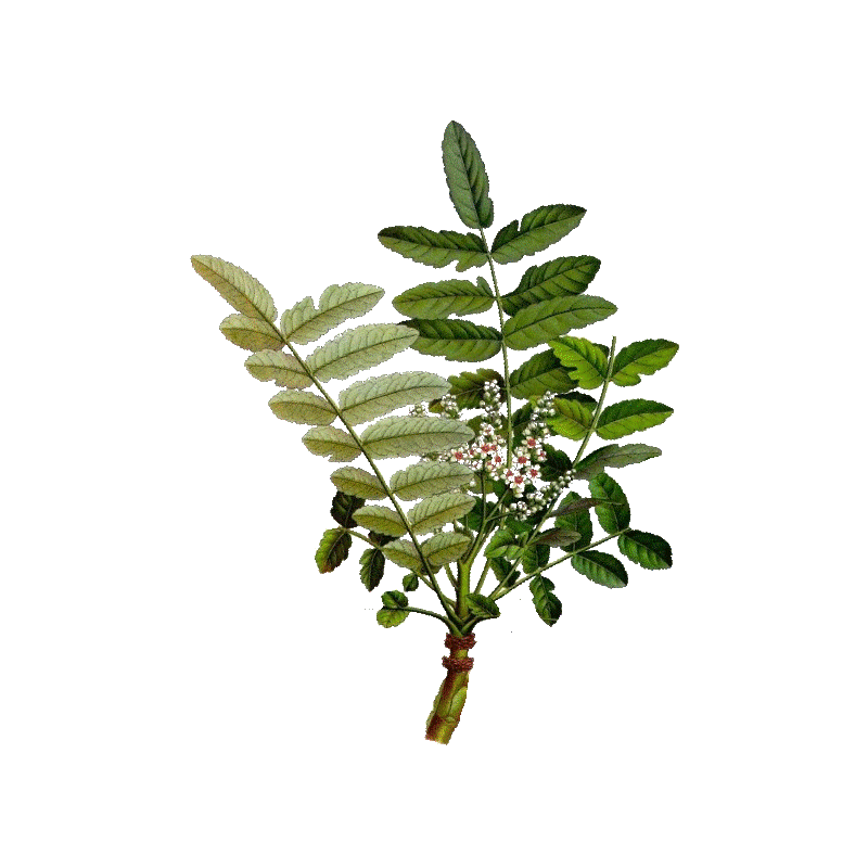 Huile essentielle de Encens Oliban bio (Boswellia carterii)