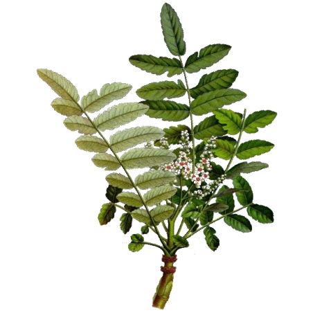 Huile essentielle de Encens Oliban bio (Boswellia carterii)