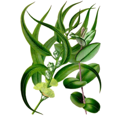 Huile essentielle Eucalyptus Radiata bio*