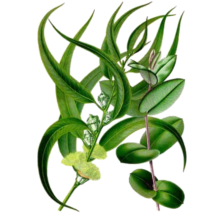 Huile essentielle Eucalyptus Radiata bio*