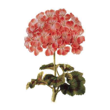 Huile essentielle Géranium Bourbon bio (Pelargonium X asperum)