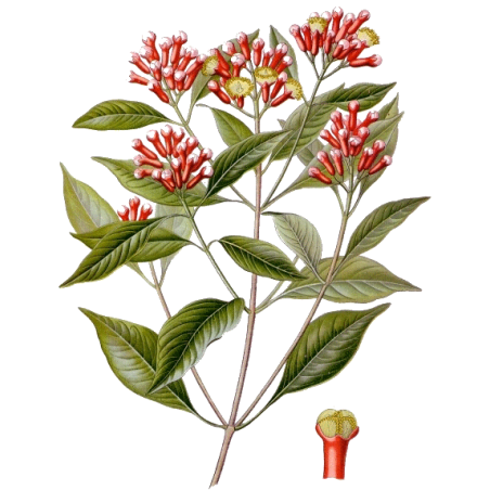 Huile essentielle Girofle Clous bio (Eugenia caryophyllus)
