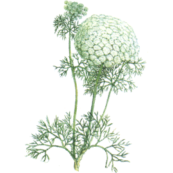 Huile essentielle Khella sauvage Bio (Amni visnaga Lamarck)