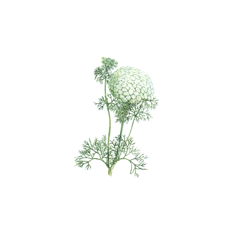Huile essentielle Khella sauvage Bio (Amni visnaga Lamarck)