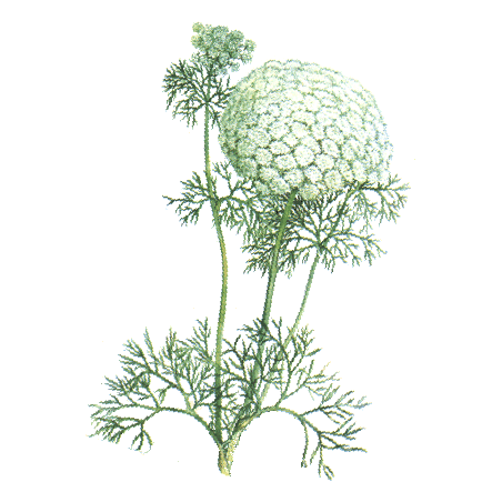 Huile essentielle Khella sauvage Bio (Amni visnaga Lamarck)